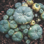 Mescaline